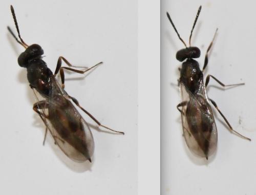 Nephelomalus conspersus